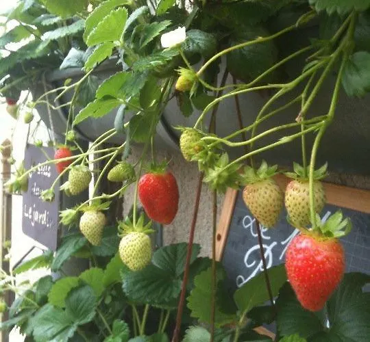 Logis La Grange Du Relais